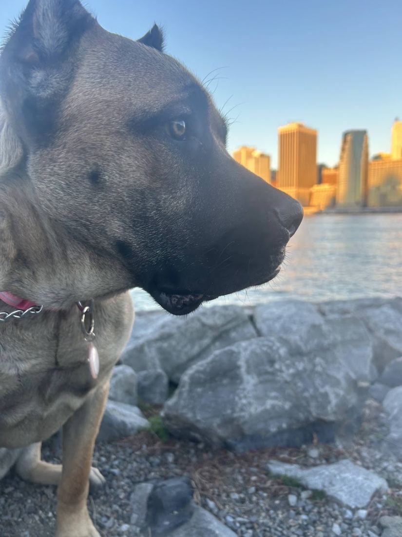 A big dog in the city