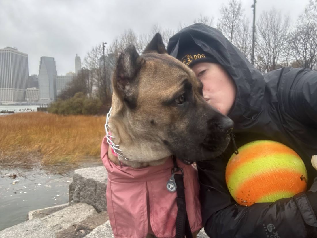 A big dog in Manhattan