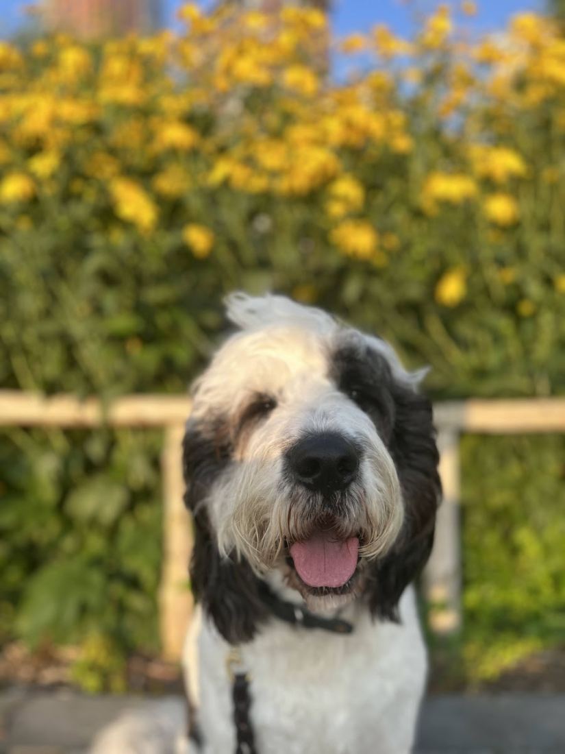 A big dog in the city