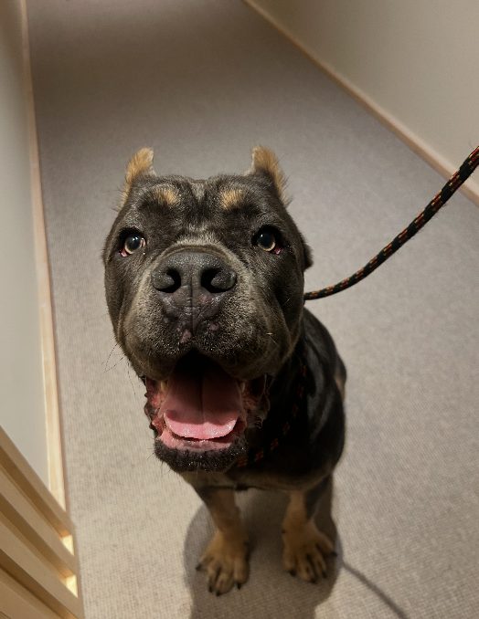 An American bully sitting indoors
