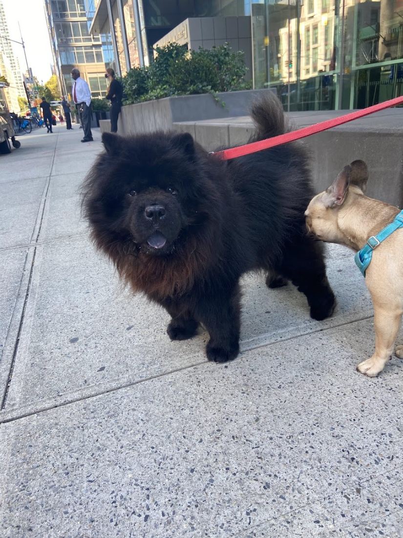 A black chow chow on the sidewalk