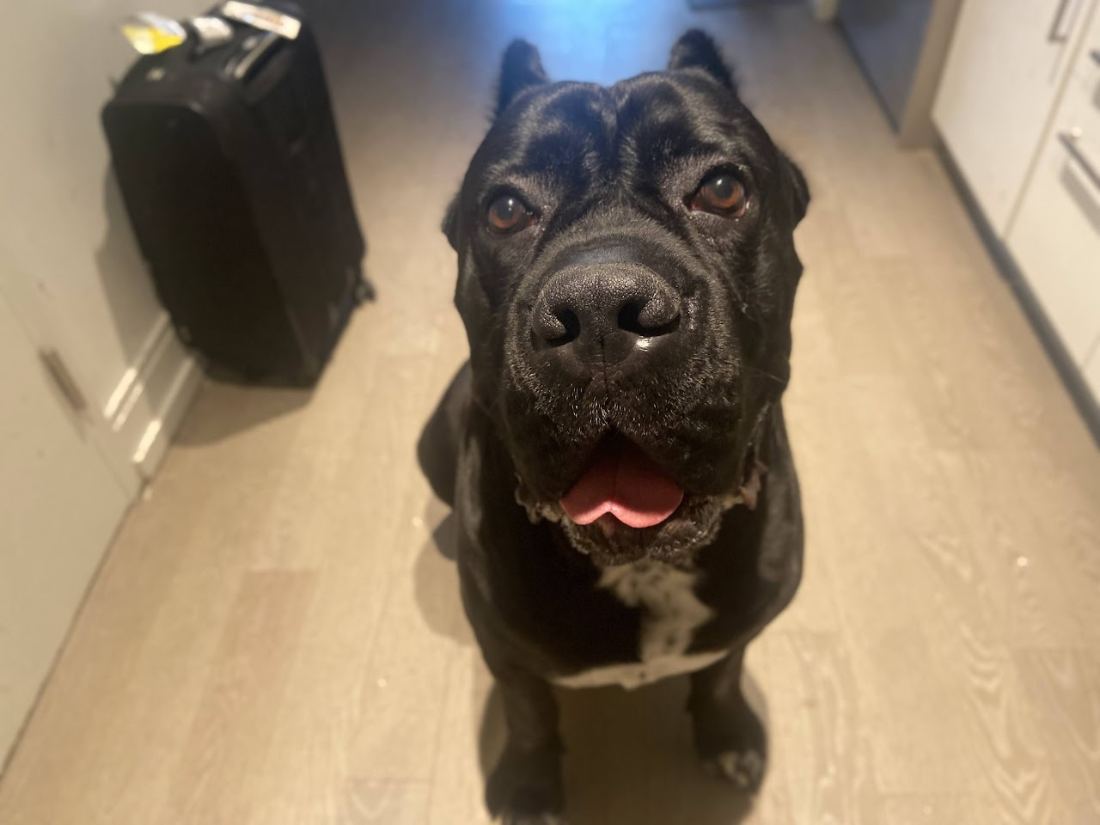 A cane corso at home