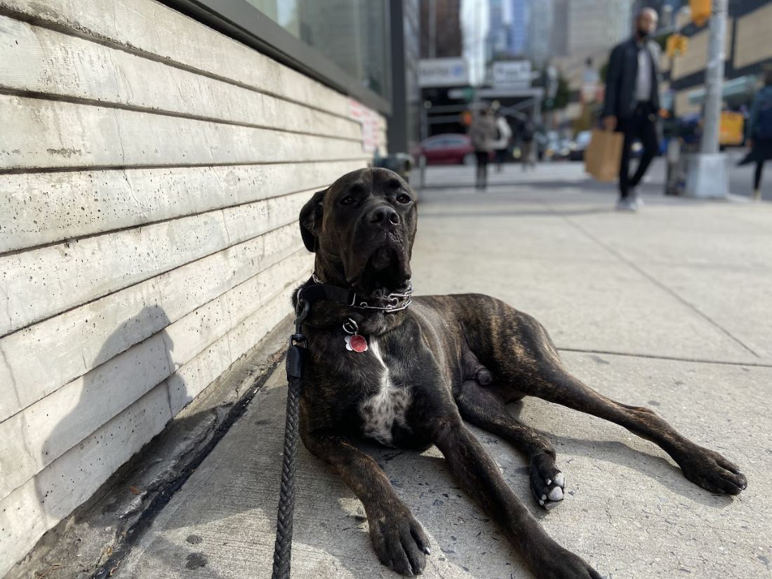 A cane corso resting on a Midtown sidewalk