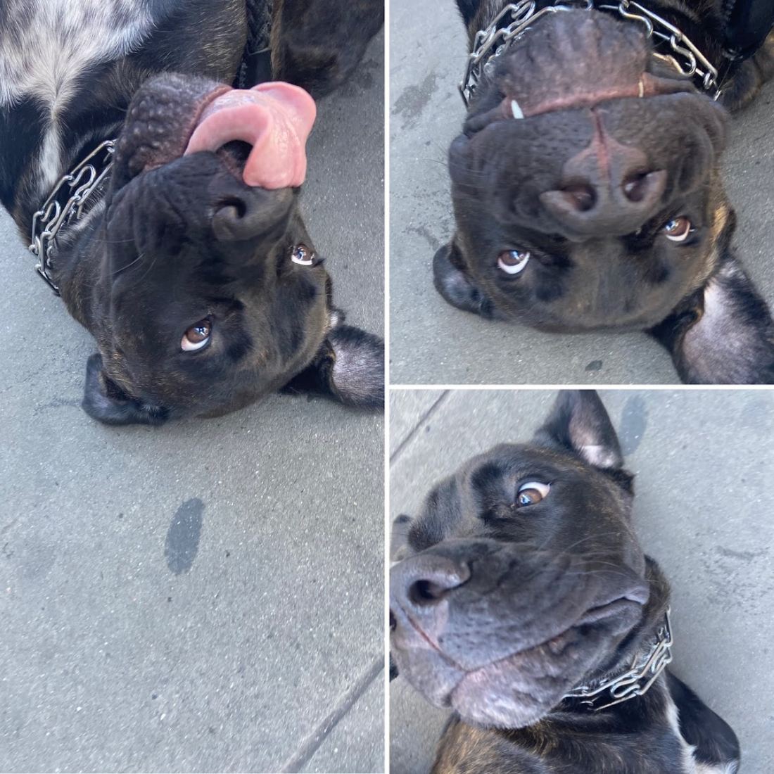 A goofy cane corso