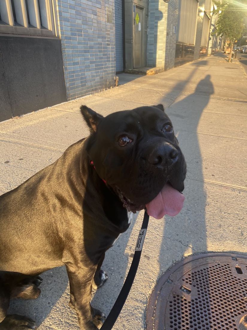 A cane corso with its tongue out