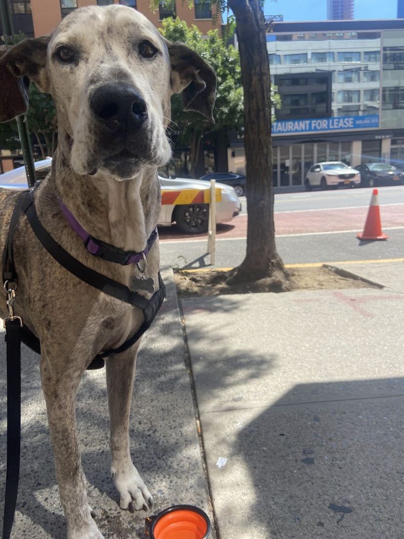 A great dane mix on a walk