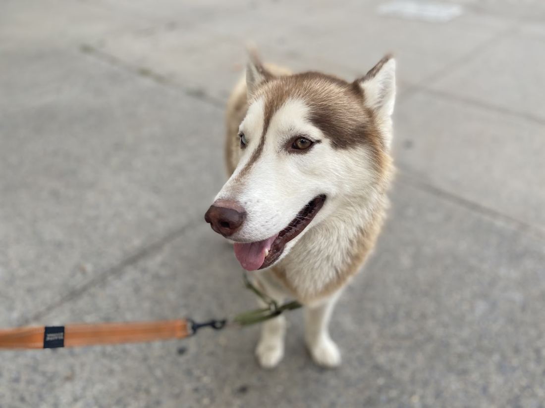A husky sitting on the sidewalk