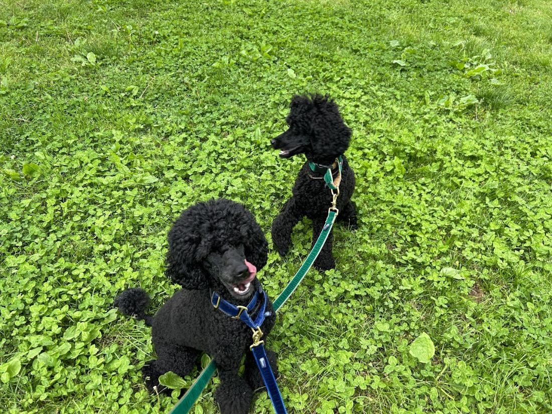 Two standard poodles on a walk