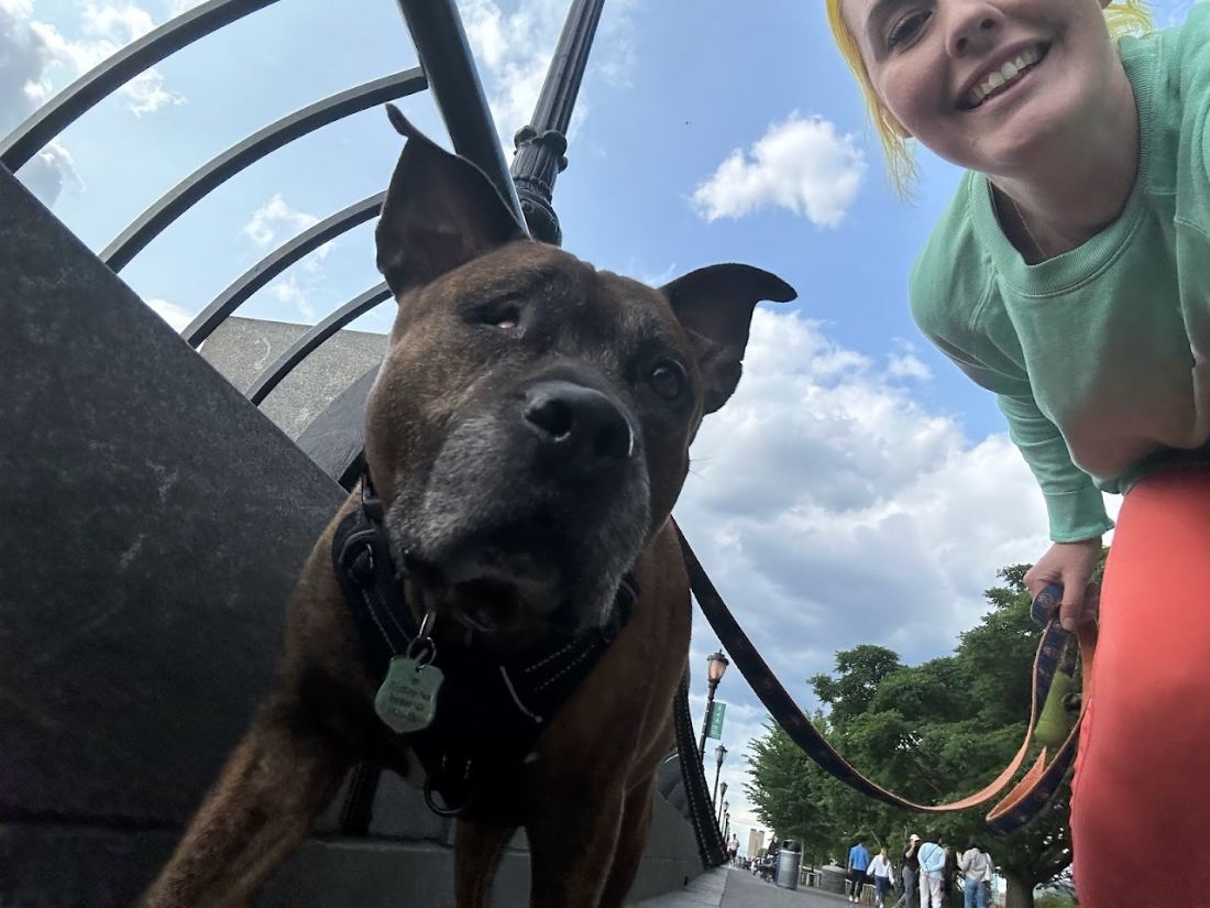 A staffie by the Hudson