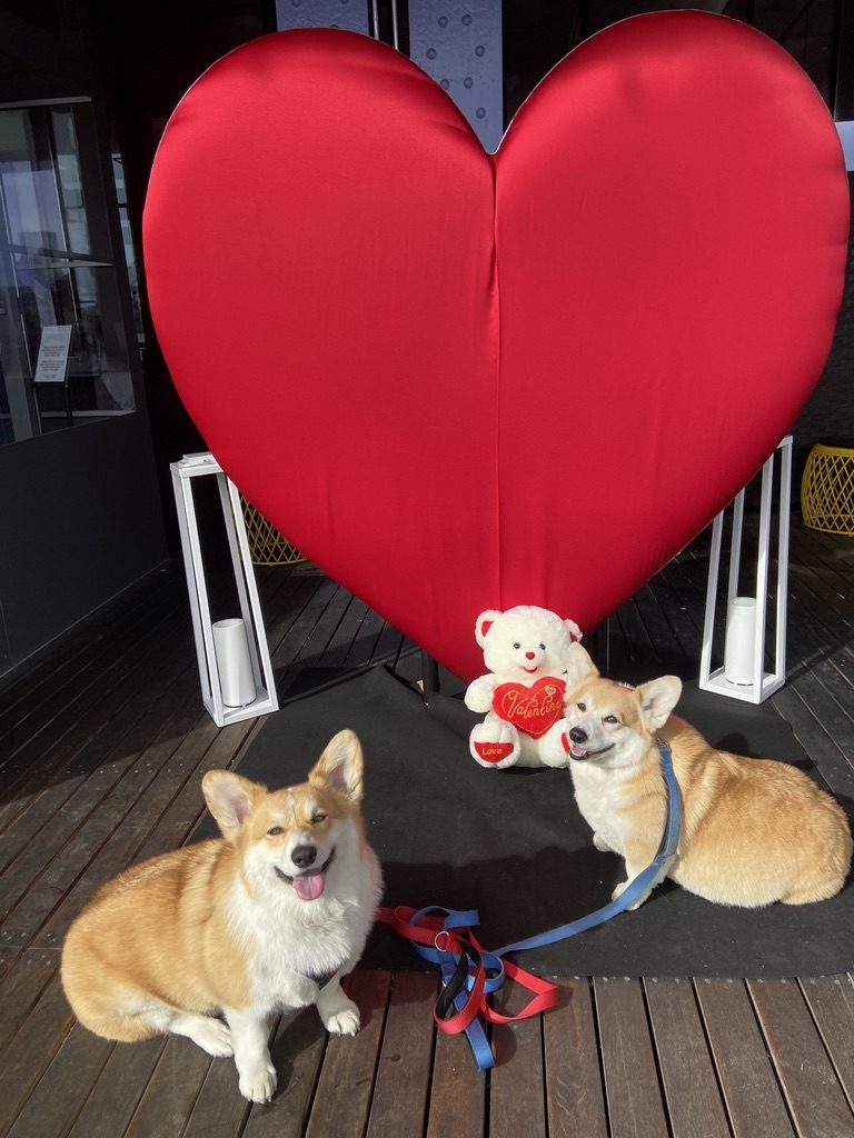 Two corgis beside a Valentine heart