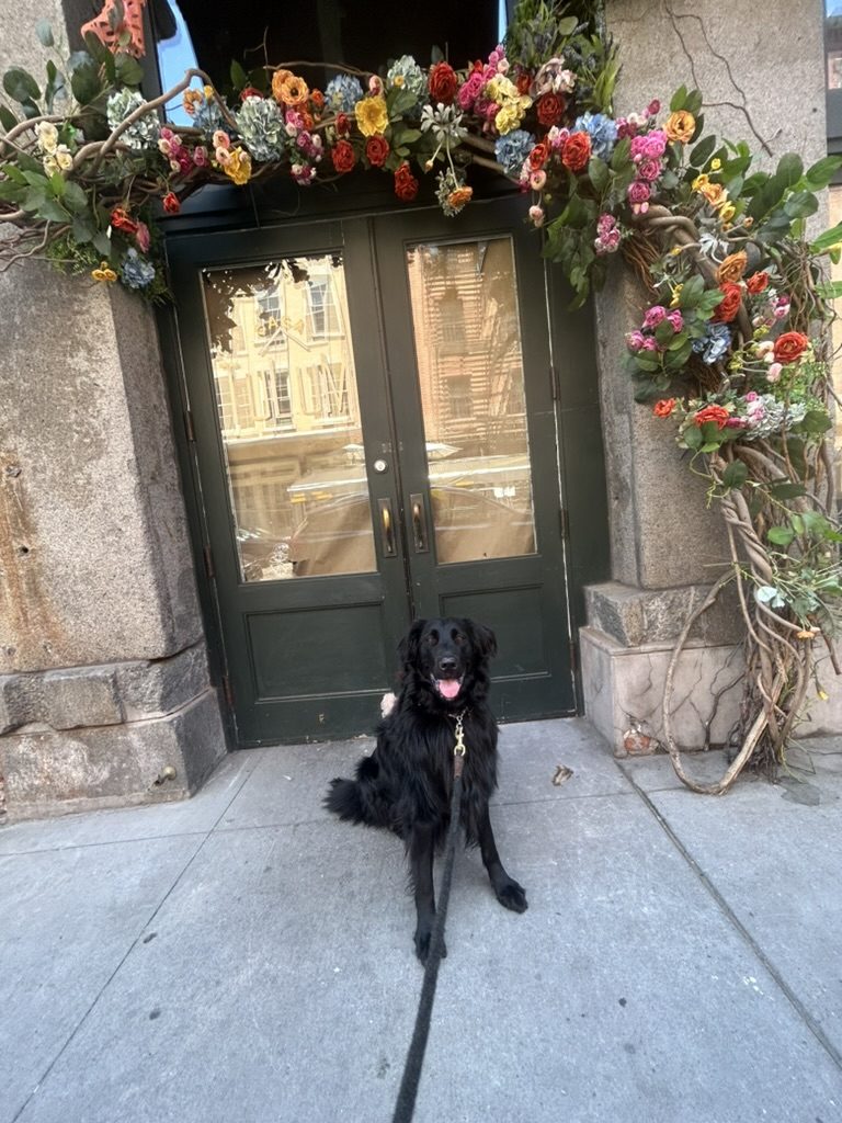 Black retriever beneath a floral doorway