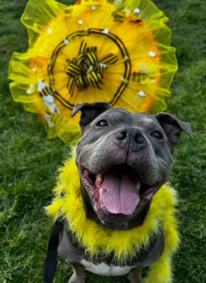 The current adoptable foster, a smiling staffie