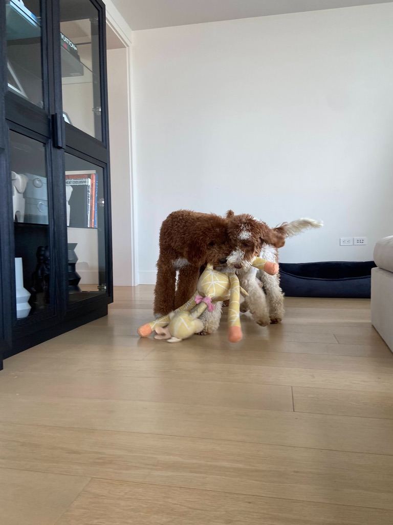 A dog with a toy during in-home care