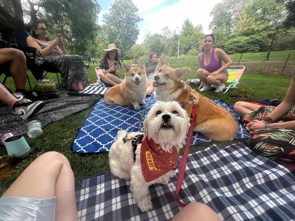 A dog at a park picnic