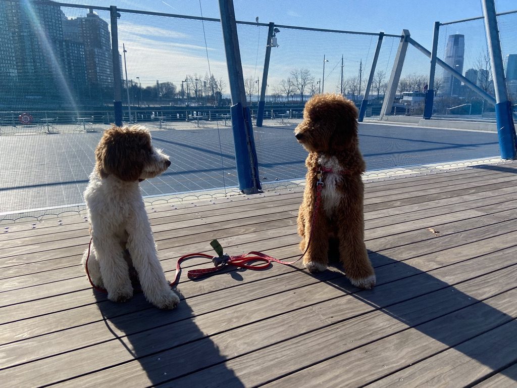 Two dogs on a sunny pier