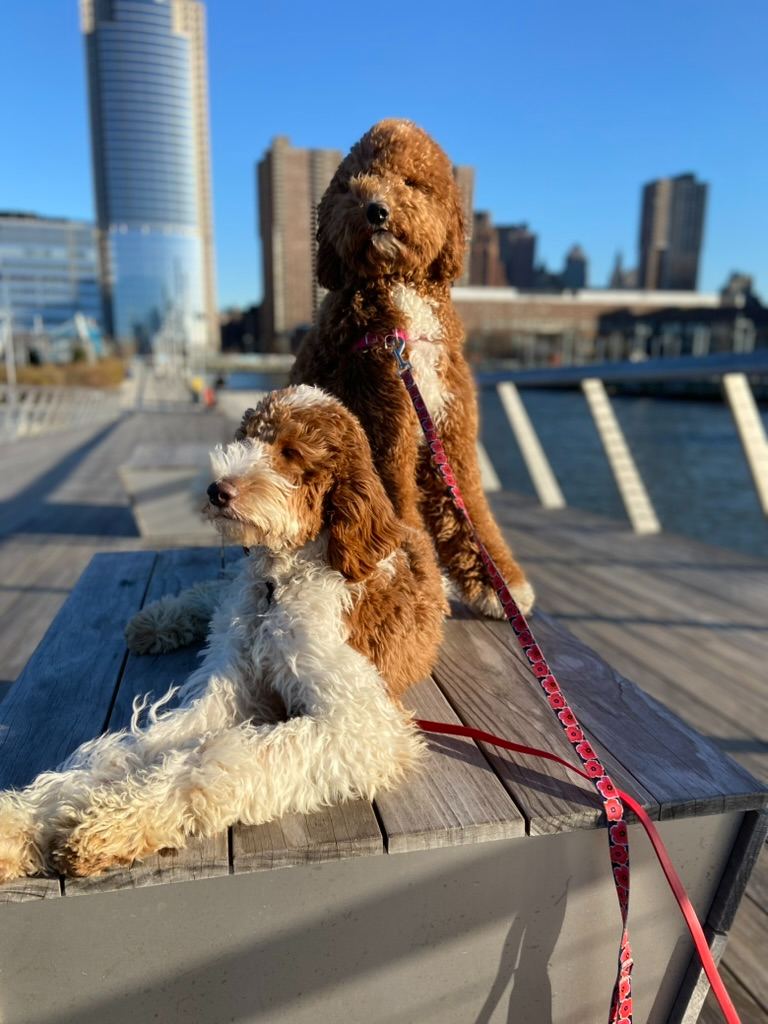 Two dogs on a pier with the skyline