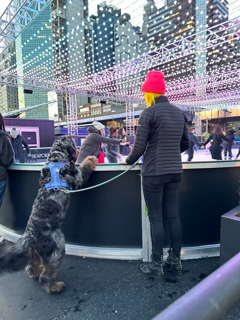 A dog watching the ice rink