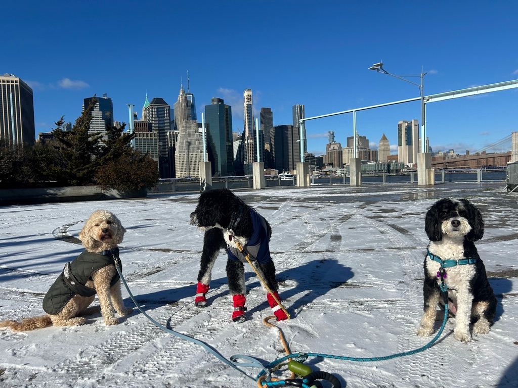A pack of dogs on a snowy pier